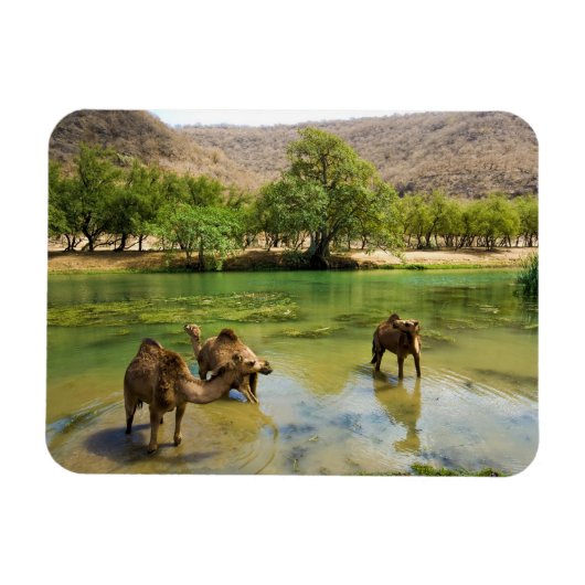 Magnet Flexible Oman, Wadi darbat (Horizontal)