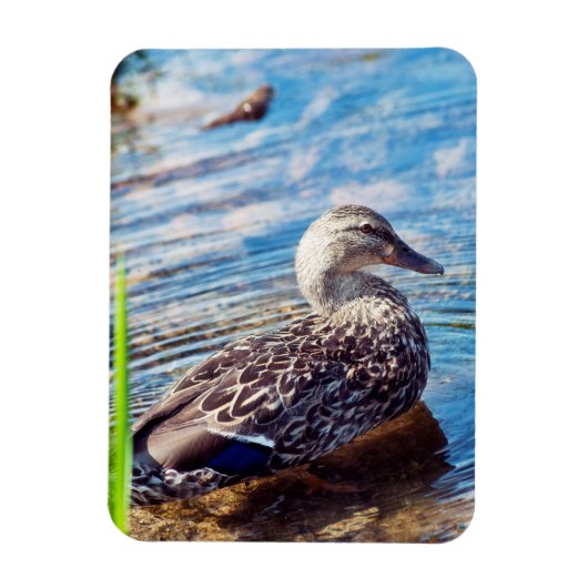 Magnet Flexible Ondulations (Vertical)