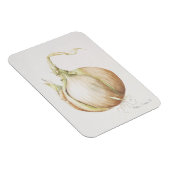 Magnet Flexible Onion Study 1993 (Côté Droit)