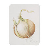 Magnet Flexible Onion Study 1993 (Vertical)