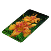 Magnet Flexible Orange Daylily Blooms (Côté Gauche)