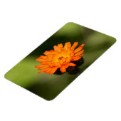Magnet Flexible Orange Hawkweed (Côté Gauche)