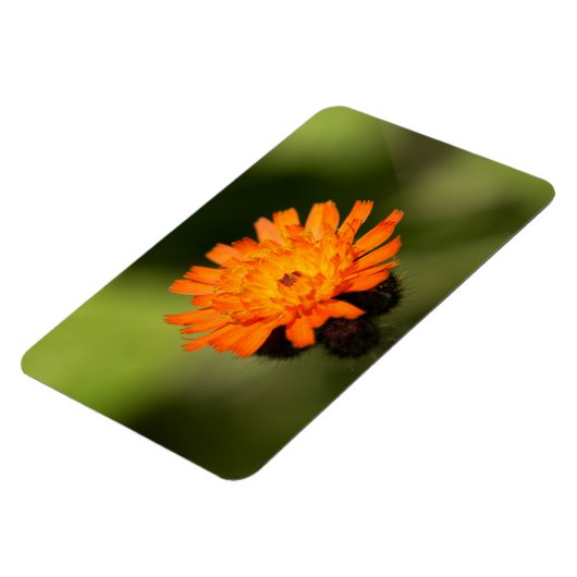 Magnet Flexible Orange Hawkweed (Côté Gauche)