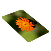 Magnet Flexible Orange Hawkweed (Côté Droit)