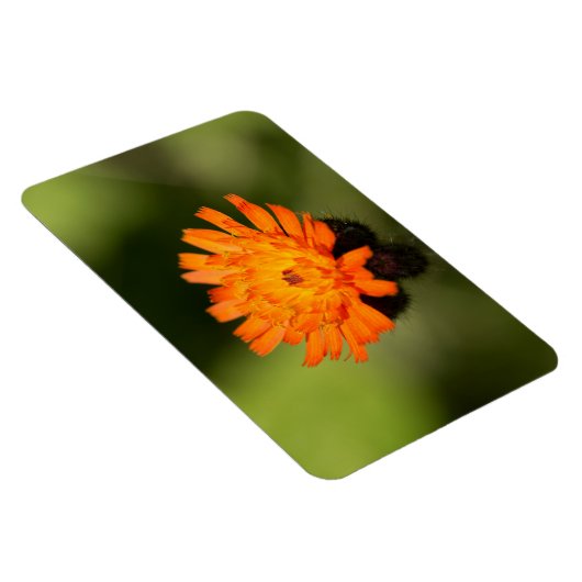Magnet Flexible Orange Hawkweed (Côté Droit)