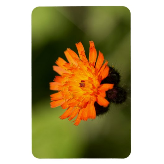 Magnet Flexible Orange Hawkweed (Vertical)