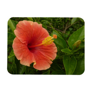 Magnet Flexible Orange Hibiscus Fleur Tropical Floral