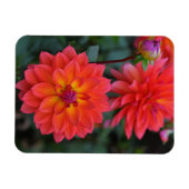 Magnet Flexible Orange, Rouge, Fleur Dahlia Jaune (Horizontal)