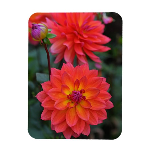 Magnet Flexible Orange, Rouge, Fleur Dahlia Jaune (Vertical)