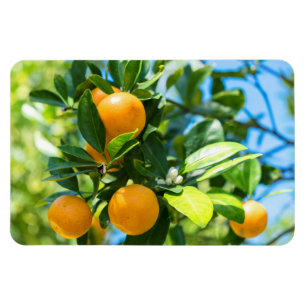 Magnet Flexible Oranger en fruits