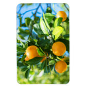 Magnet Flexible Oranger en fruits (Vertical)