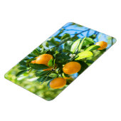 Magnet Flexible Oranger fruitier (Côté Gauche)
