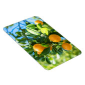 Magnet Flexible Oranger fruitier (Côté Droit)