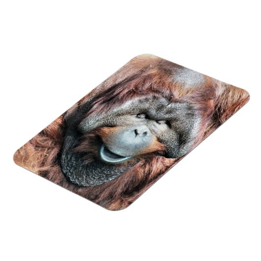 MAGNET FLEXIBLE ORANGUTANS (Côté Gauche)