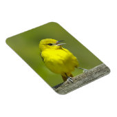 Magnet Flexible Orchard Oriole - Photo originale (Côté Droit)