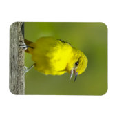 Magnet Flexible Orchard Oriole - Photo originale (Horizontal)