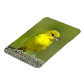 Magnet Flexible Orchard Oriole - Photo originale (Côté Gauche)