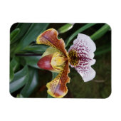Magnet Flexible Orchid (Horizontal)