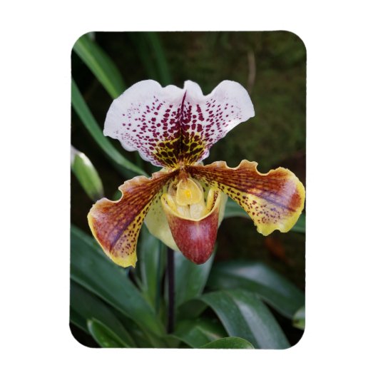 Magnet Flexible Orchid (Vertical)