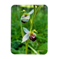 Orchidée