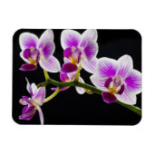 Magnet Flexible Orchidée blanche et violette (Horizontal)