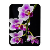 Magnet Flexible Orchidée blanche et violette (Vertical)