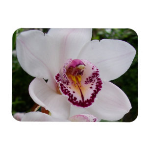 Magnet Flexible Orchidée Blanche I Belle Fleur Tropicale