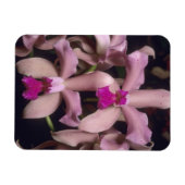 Magnet Flexible Orchidée (Cattleya amethystoglossa), Est (Horizontal)