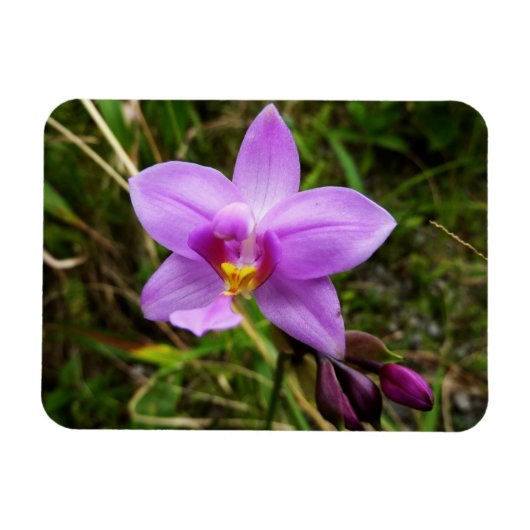 Magnet Flexible Orchidée sauvage fleur tropicale violette (Horizontal)
