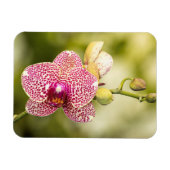 Magnet Flexible Orchidée tachetée rose (Horizontal)