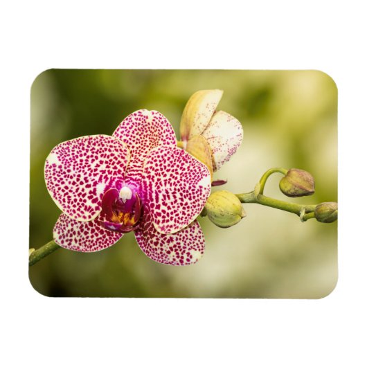 Magnet Flexible Orchidée tachetée rose (Horizontal)