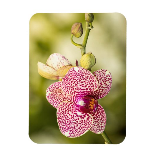 Magnet Flexible Orchidée tachetée rose (Vertical)