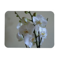 Orchidées blanches