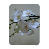 Magnet Flexible Orchidées blanches (Vertical)
