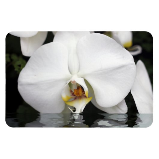 Magnet Flexible Orchidées blanches dans l'eau Aimant photo flexibl (Horizontal)