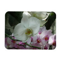 Orchidées blanches et violettes