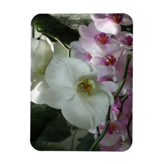 Magnet Flexible Orchidées blanches et violettes (Vertical)