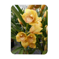 Orchidées de Cymbidium Jaune