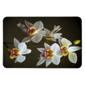Magnet Flexible Orchidées Dendroium (Horizontal)