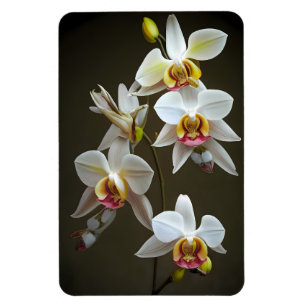 Magnet Flexible Orchidées Dendroium
