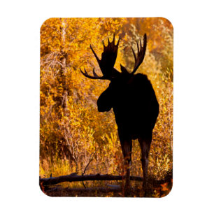 Magnet Flexible Orignal (Alces Alces) Mâle Dans Les Saules Dorés 2