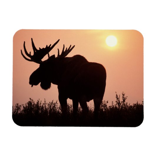 Magnet Flexible orignal, Alces alces, taureau aux gros bois, (Horizontal)