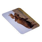 Magnet Flexible orignal, Alces alces, taureau aux gros bois (Côté Droit)