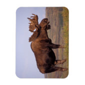 Magnet Flexible orignal, Alces alces, taureau aux gros bois (Vertical)