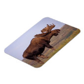 Magnet Flexible orignal, Alces alces, taureau aux gros bois (Côté Gauche)