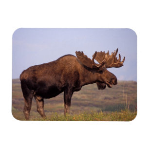 Magnet Flexible orignal, Alces alces, taureau avec grands bois
