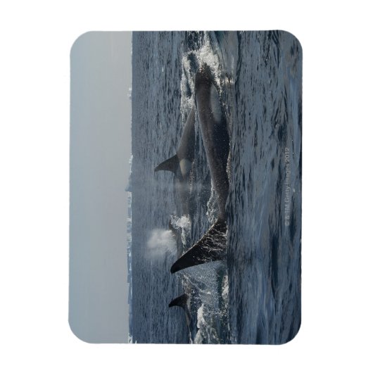 Magnet Flexible orque (Vertical)