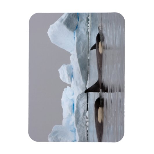 Magnet Flexible orques (orques), orques orques, pod (Vertical)