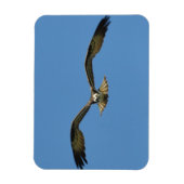 Magnet Flexible Osprey Flying ! (Vertical)