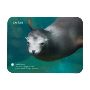 Magnet Flexible Otarie de Smithsonien  